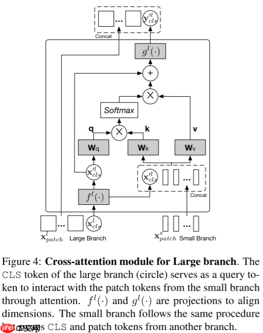 【ICCV 2021】CrossViT：用于图像分类的交叉注意力的多尺度ViT - 创想鸟
