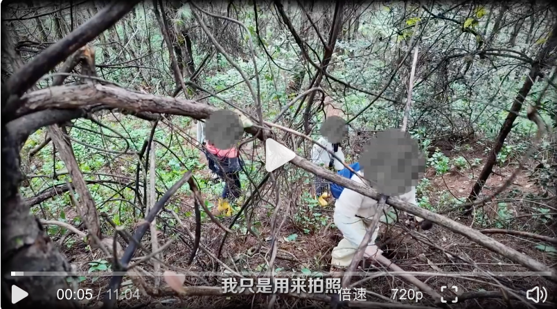 采蘑菇团乱象曝光：有节制的采集配合正确的采集方式 - 创想鸟