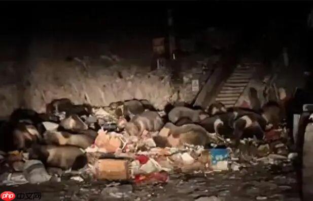 熊出没现实版！西藏一垃圾站30多只熊集体觅食 - 创想鸟