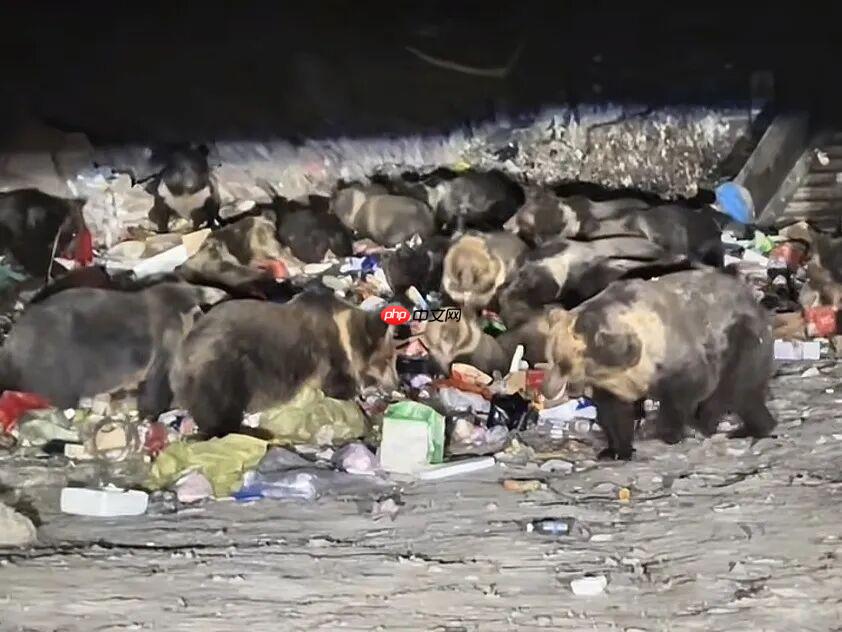 熊出没现实版！西藏一垃圾站30多只熊集体觅食 - 创想鸟