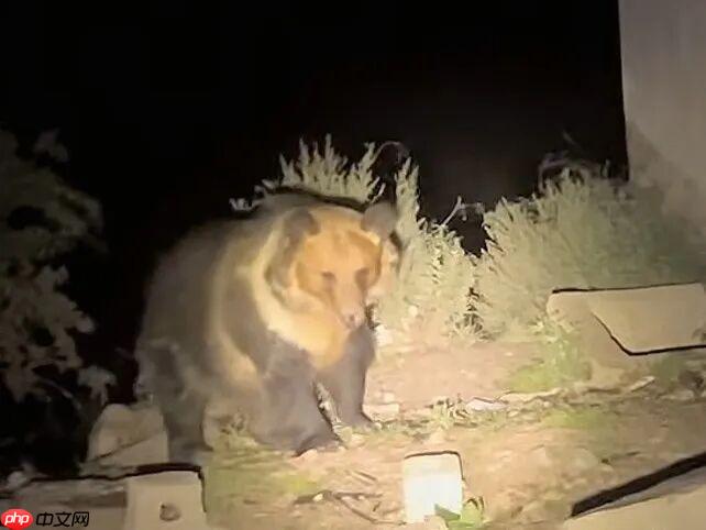 熊出没现实版！西藏一垃圾站30多只熊集体觅食 - 创想鸟