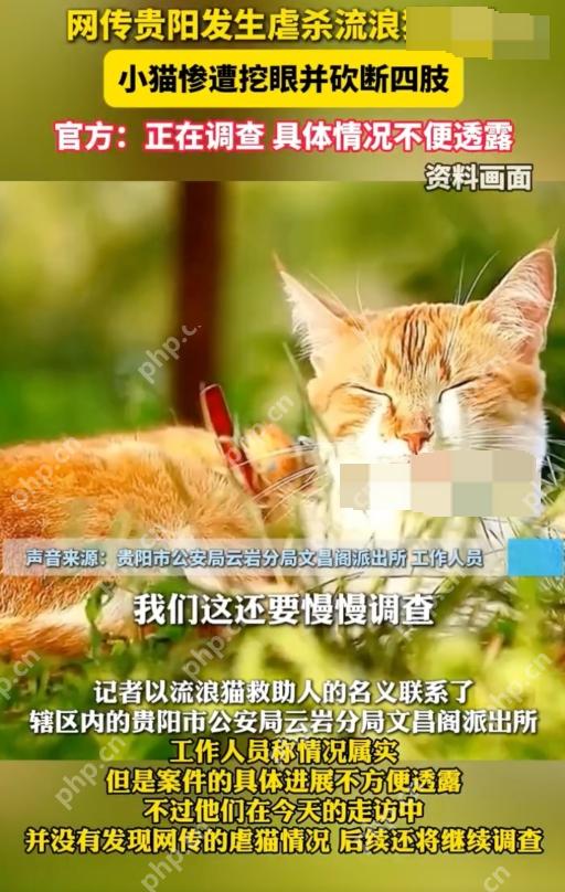 贵州文昌阁多只小猫被挖眼砍断四肢是怎么回事？详情介绍 - 创想鸟