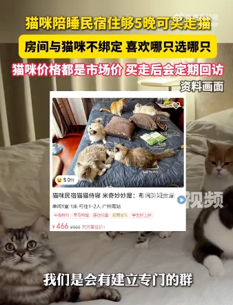 猫咪陪睡民宿住够5晚可买走猫是怎么回事？详情介绍