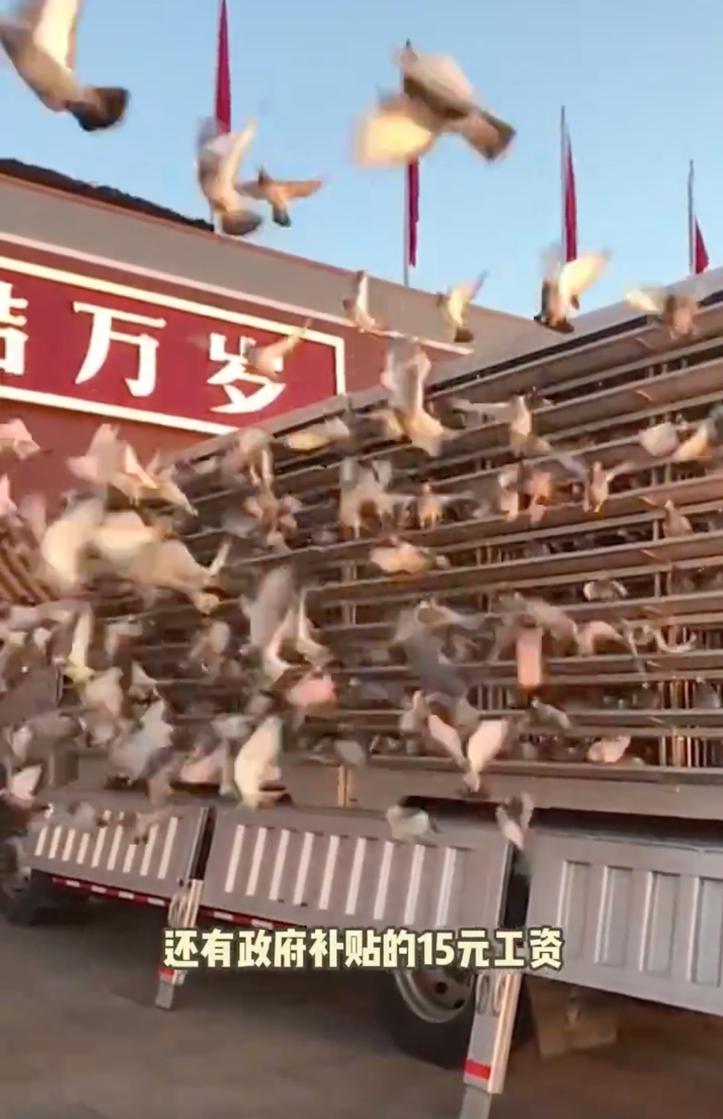 和平鸽工资15元 网友：和平鸽也有工资 - 创想鸟