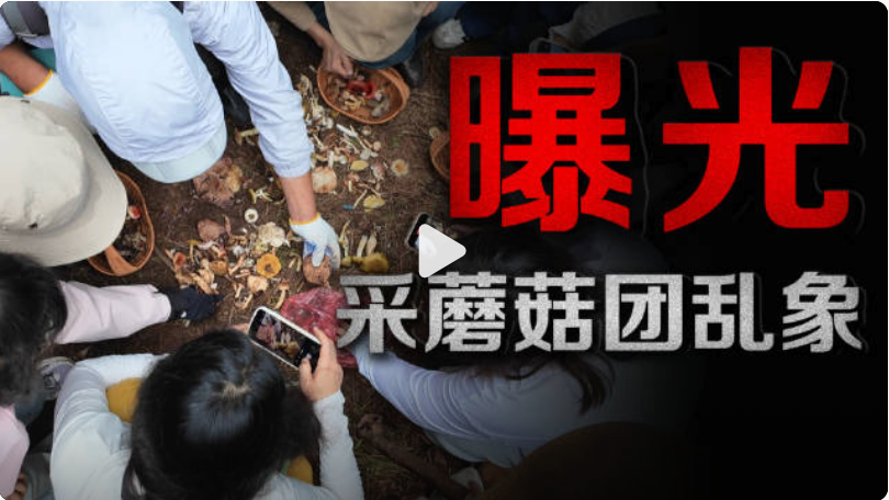 采蘑菇团乱象曝光：有节制的采集配合正确的采集方式 - 创想鸟