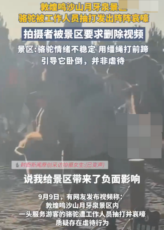 游客拍骆驼挨打被要求删视频 工作人员：事发时骆驼情绪不稳定