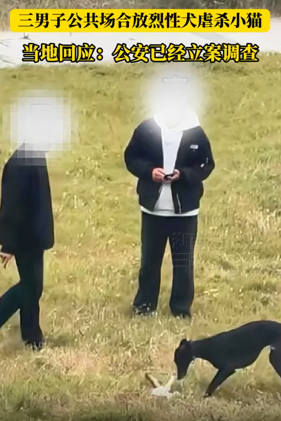 3男子在公共场合放烈性犬虐杀小猫 当地公安：已经立案调查
