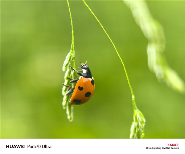 手机能当显微镜用！余承东称华为Pura 70将望远镜、显微镜合二为一