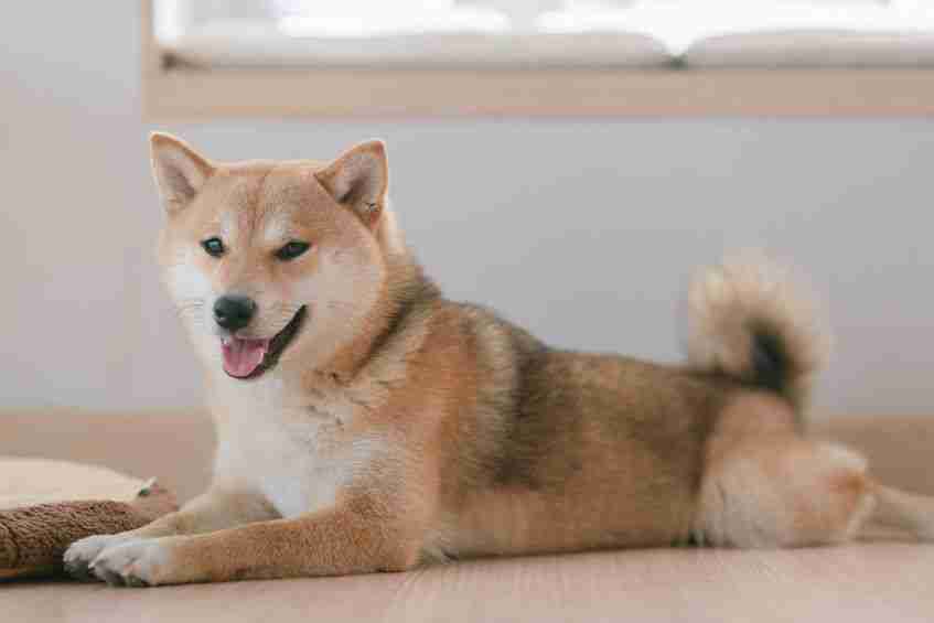 Shiba Inu（Shib）价格今年继续表现其他模因硬币