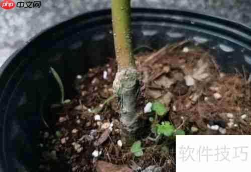 红枫养护指南：如何让红枫健康成长