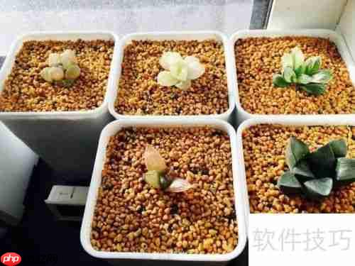 万象盆含义及其优缺点分析