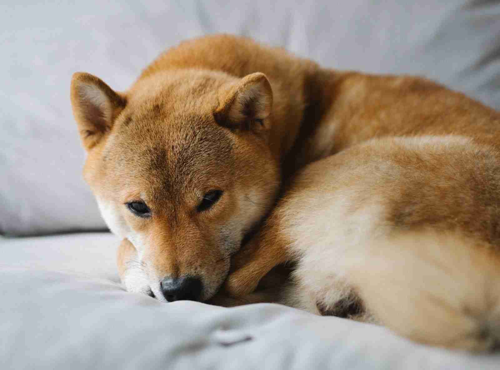 Shiba INU价格预测：湿度激增会继续吗？