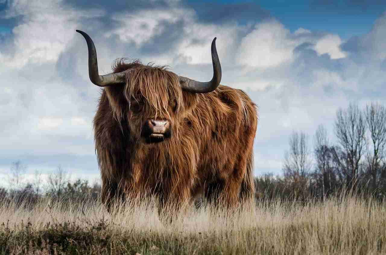 CoW 协议的疯狂之旅：RSI、楔形与全部意义