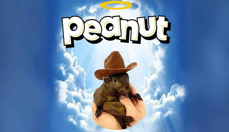 松鼠币（PNUT）能否突破10美元？PNUT价格预测解析 - 创想鸟