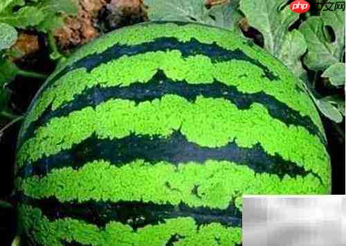 挑西瓜的5个实用小技巧