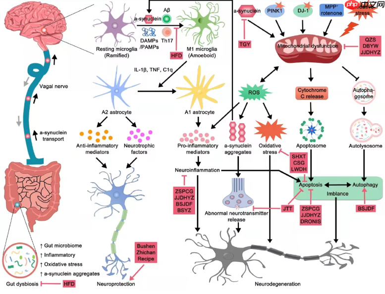 肠子决定脑子，魔性or科学？