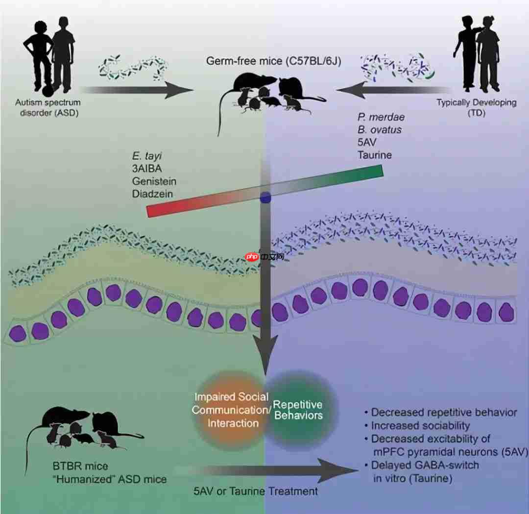肠子决定脑子，魔性or科学？