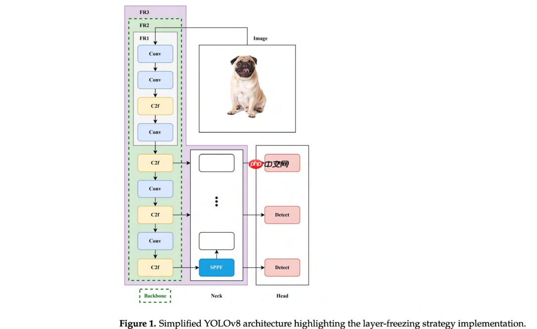YOLO架构中层冻结策略对迁移学习的增强作用分析