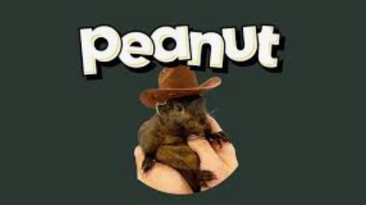 什么是peanut the squirrel？pnut币价格预测2025-2030年 - 创想鸟