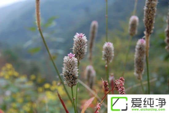 PS调出小清新植物图片