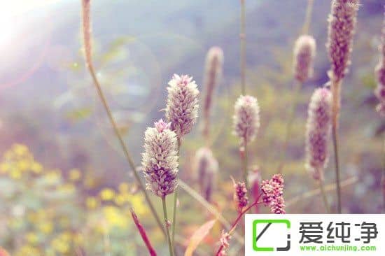 PS调出小清新植物图片