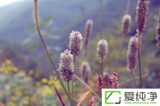 PS调出小清新植物图片