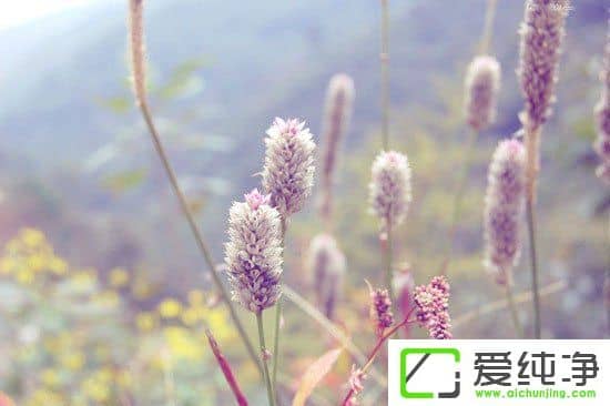 PS调出小清新植物图片
