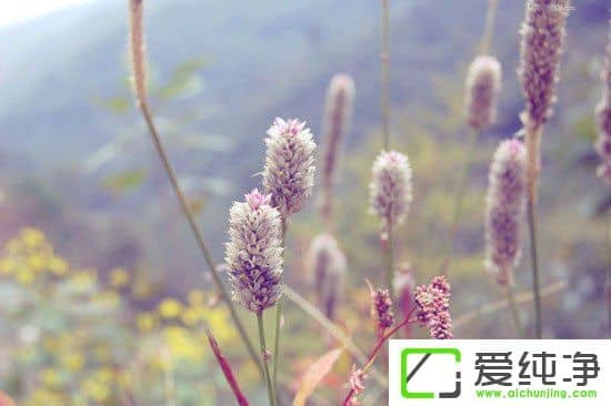 PS调出小清新植物图片